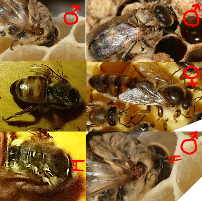 Drone (♂), and queen (♀) honey bees from different angles; comparing spacing of the compound 