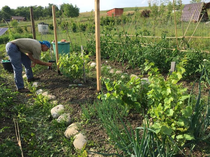[Thumbnail for preparing-the-trellis-for-grapevines.jpg]