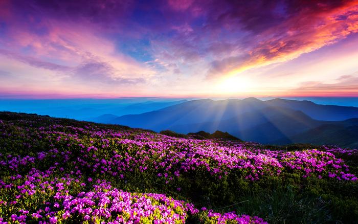 [Thumbnail for purple-flowers-sky-clouds-sunset-rays-mountains-2K-wallpaper.jpg]