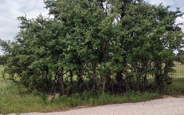 [Thumbnail for OakGrove.jpg]