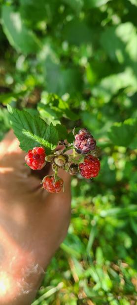 Possible blackberry cross.