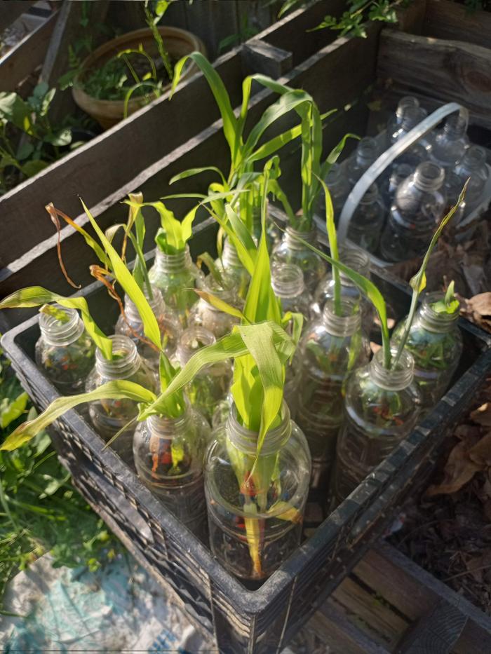 About 16 individual sub irrigated planters, two kernels sown in each