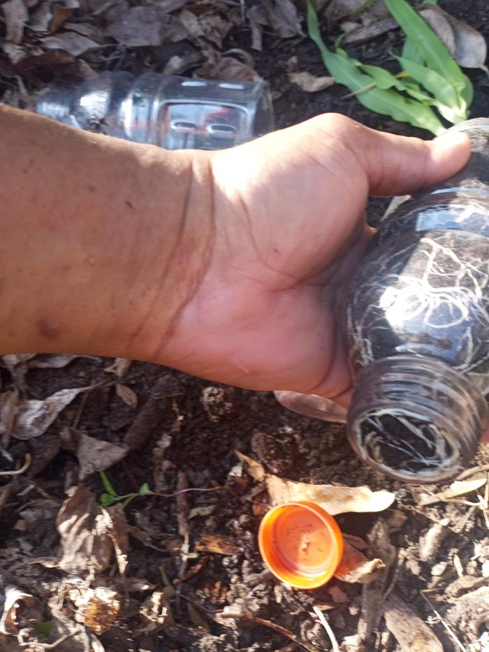 This shows the bottom. The lid had a slit in it to allow water while containing soil and roots.