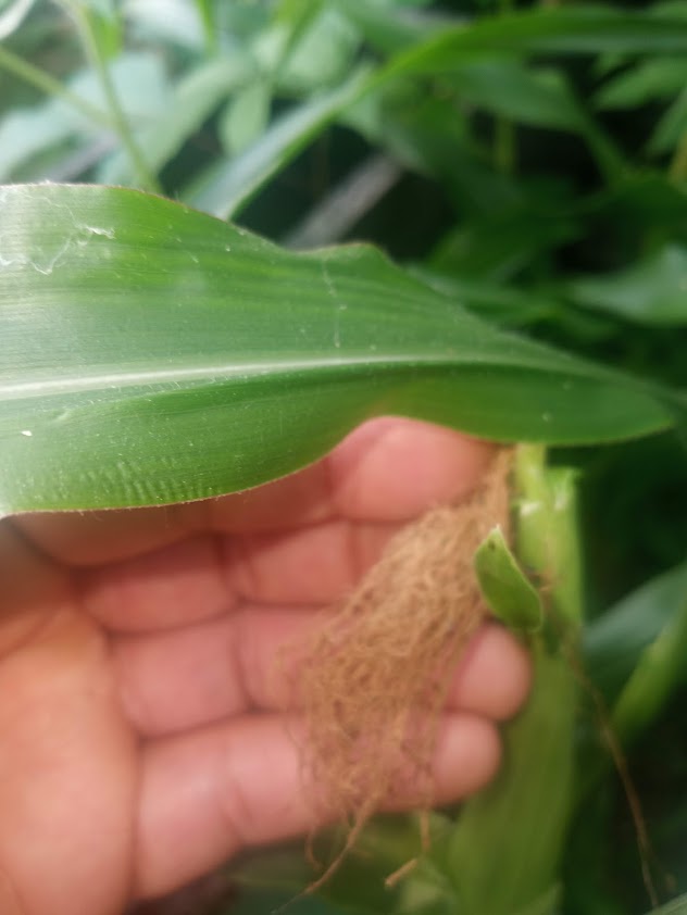 This is the most brown of the tasseled cobs 