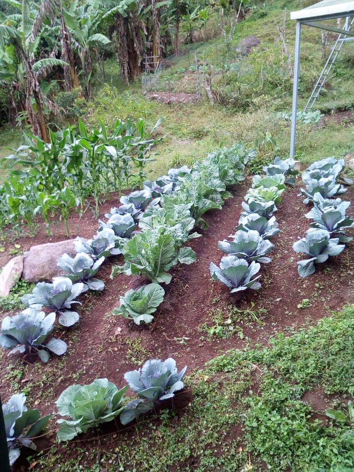 Front Yard Garden