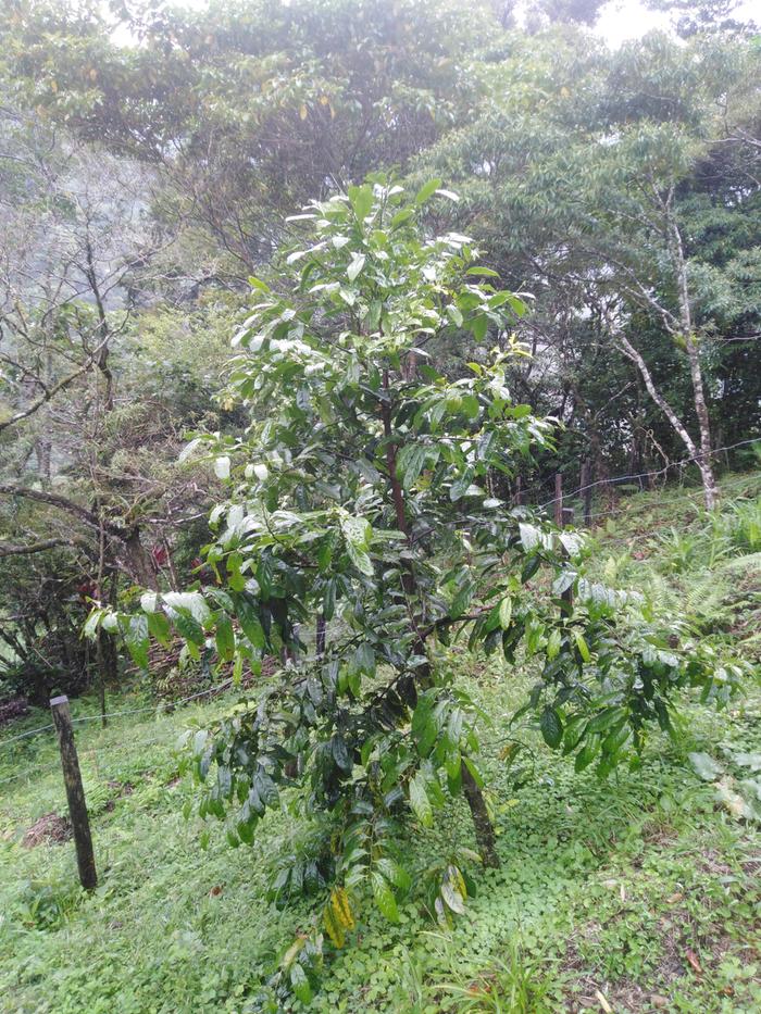 Chocolate Pudding Fruit Tree