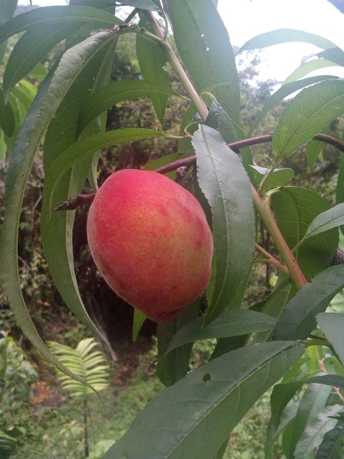 Peach Tree