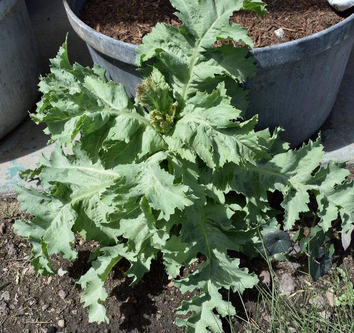 [Thumbnail for whatisthis.JPG]