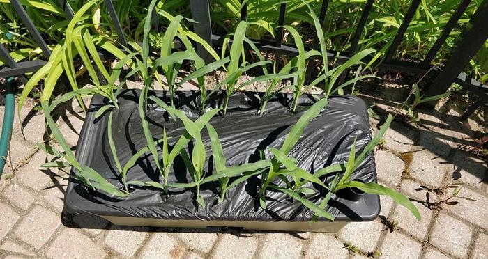 Corn at two weeks