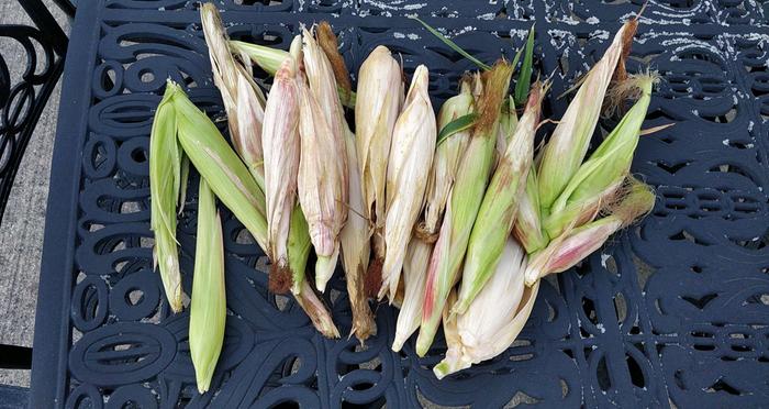 Corn cobs that still looked good