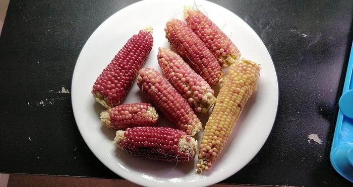 Shucked corn, drying