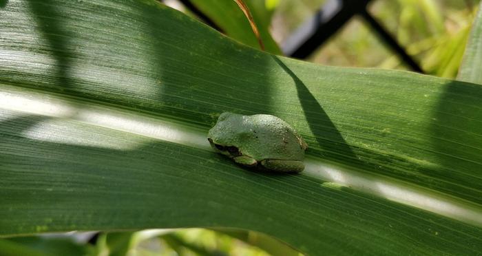 A friend on one of the leaves