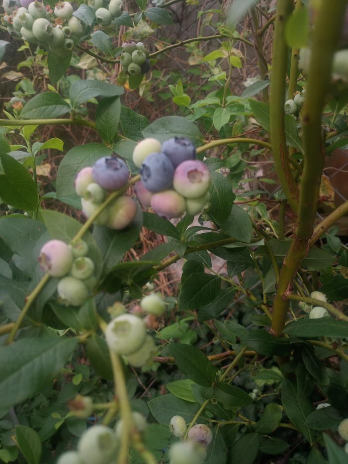 The look good, but they taste bland. 