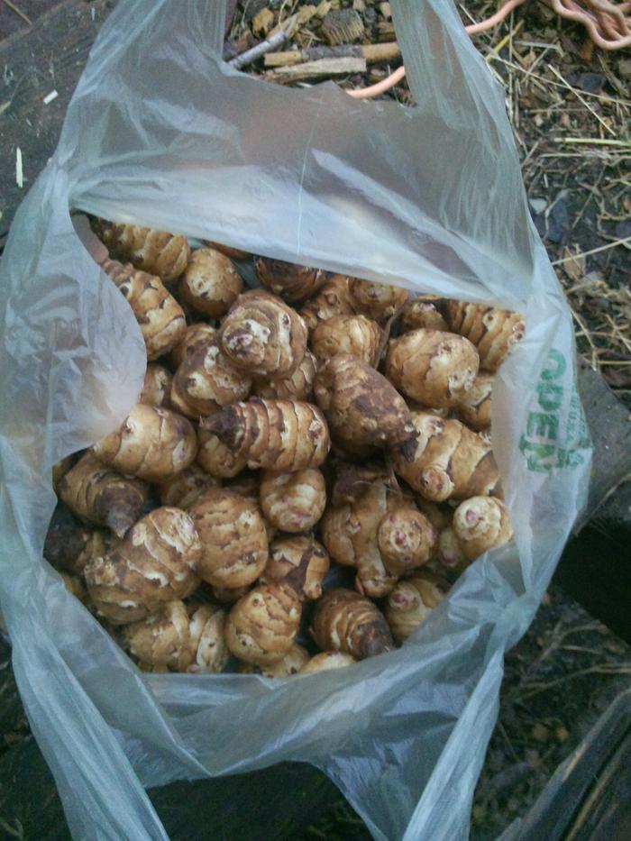 artichoke tubers from the market