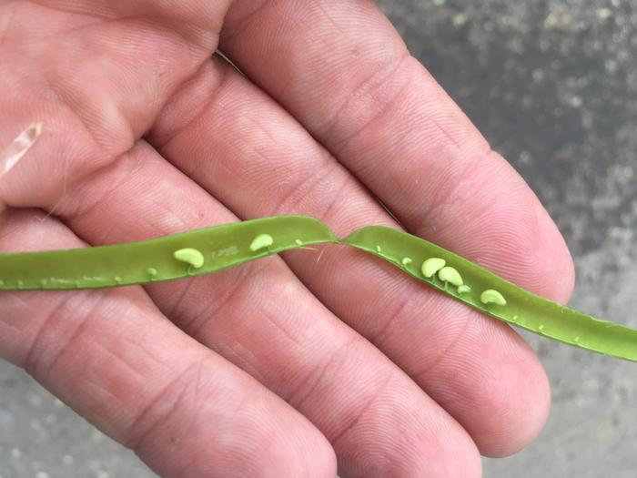 Caragana arborescens siberian pea tree Opened young pod