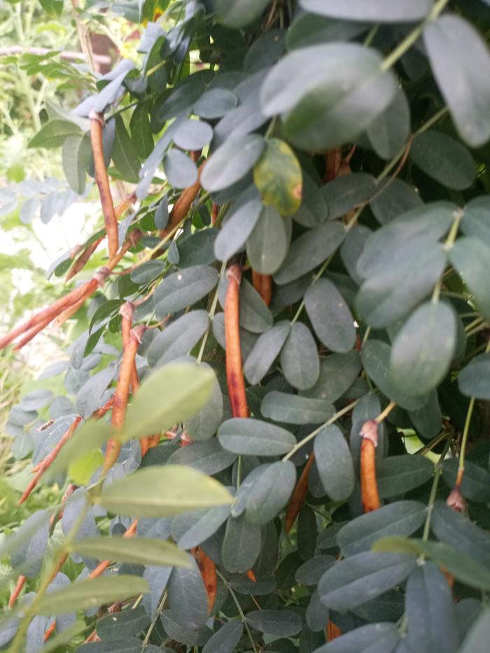 Siberian Pea Shrub Caragana arborescens tree dried pods