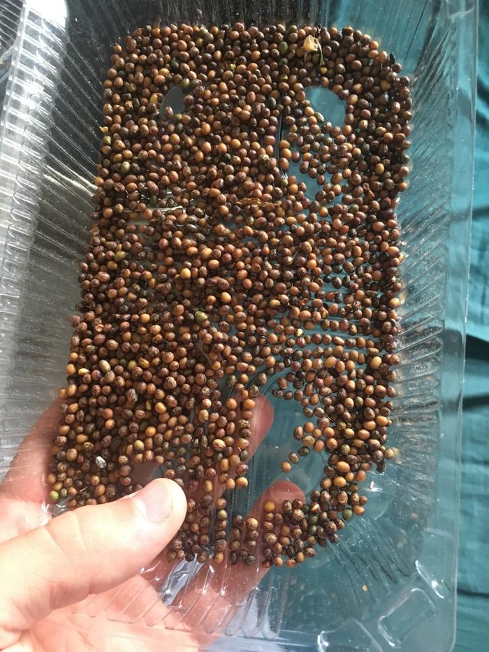 Caragana arborescens siberian pea tree dried pea harvest