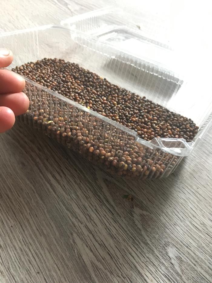 Caragana arborescens siberian pea tree dried bean harvest