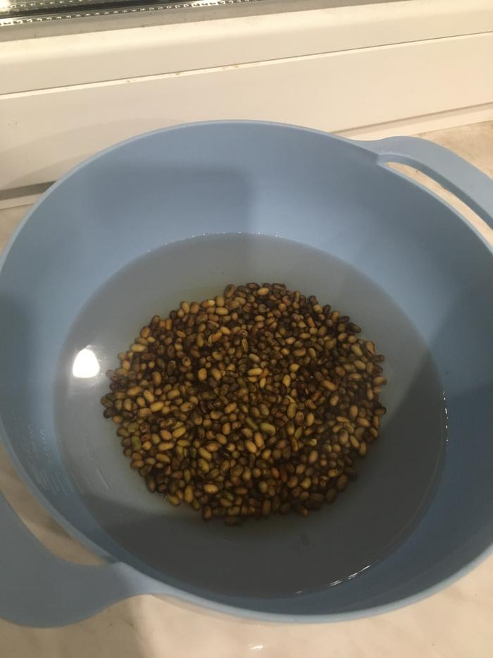 Caragana arborescens siberian pea tree cooking eating soaked beans