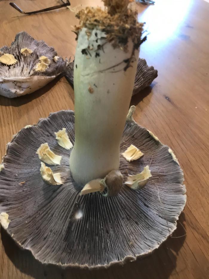 no ring on the smooth stem, only this white thingies stuck to the gills