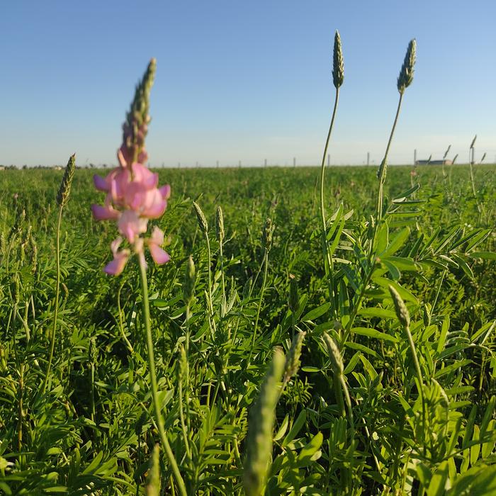 Did I forget to say 4 acres of sainfoin