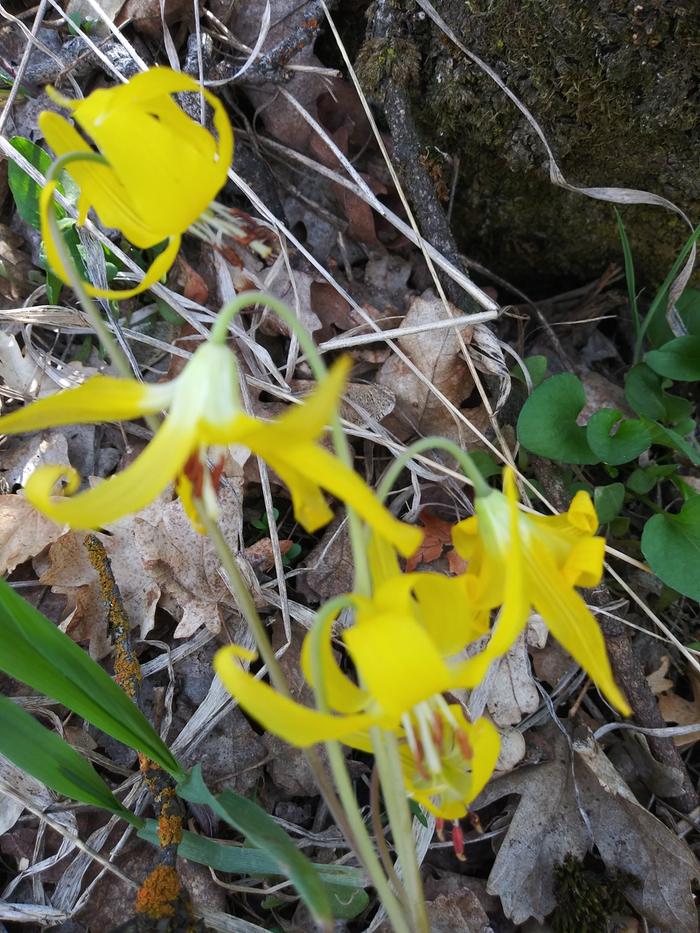 Glacial Lily
