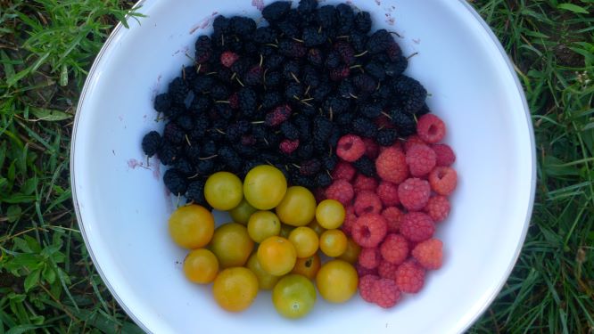 Fresh fruits