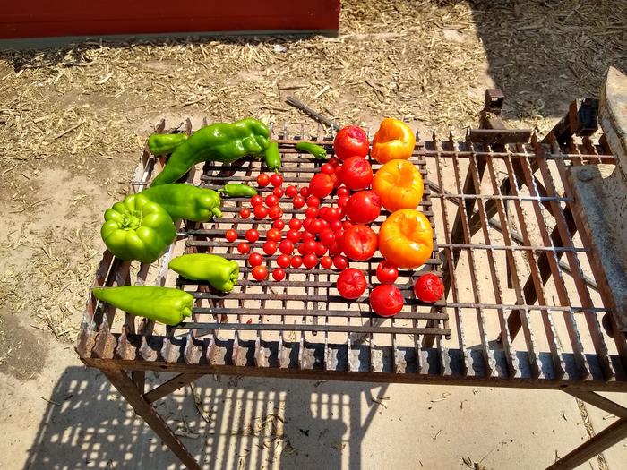 Fresh picked tomatoes and peppers on steel welding table.