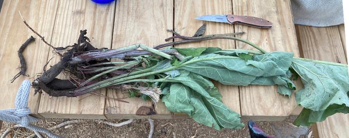 freshly harvested burdock