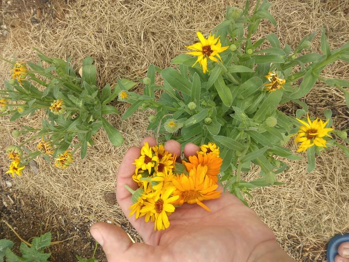 picking blossoms