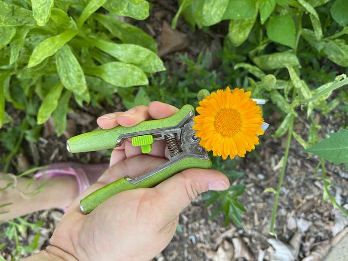 Calendula being harvested