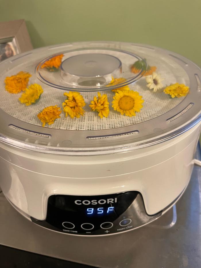 Calendula being dried