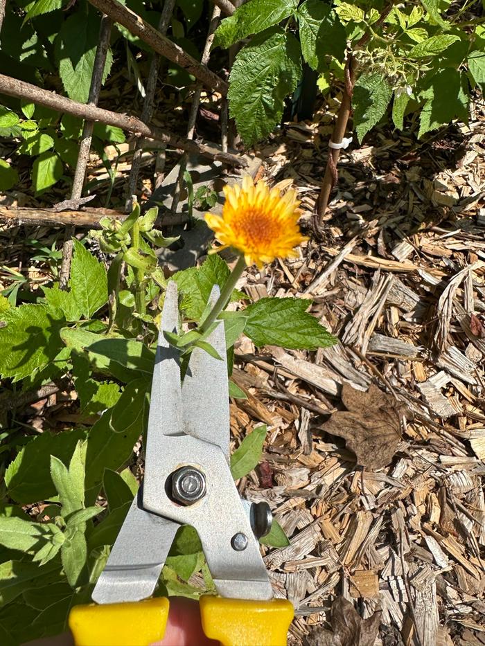 harvesting calendula