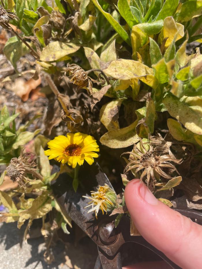 Harvesting calendula blossoms