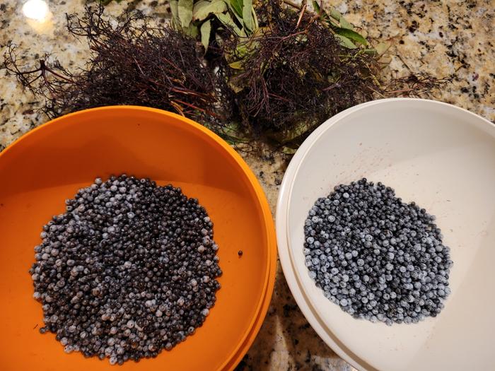 Freshly harvested and cleaned of stems.