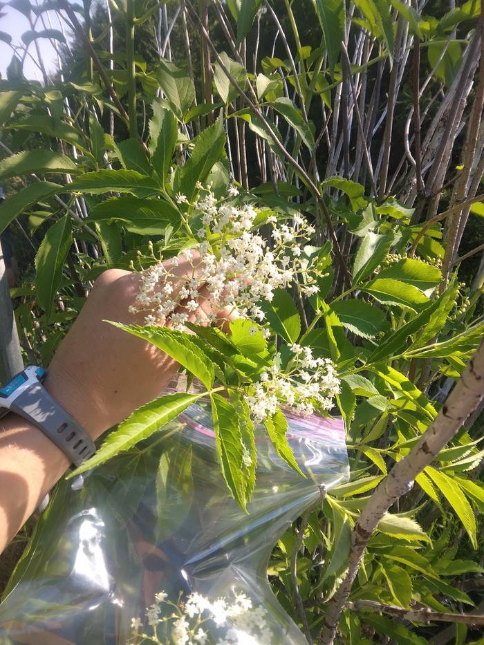 picking elder flower