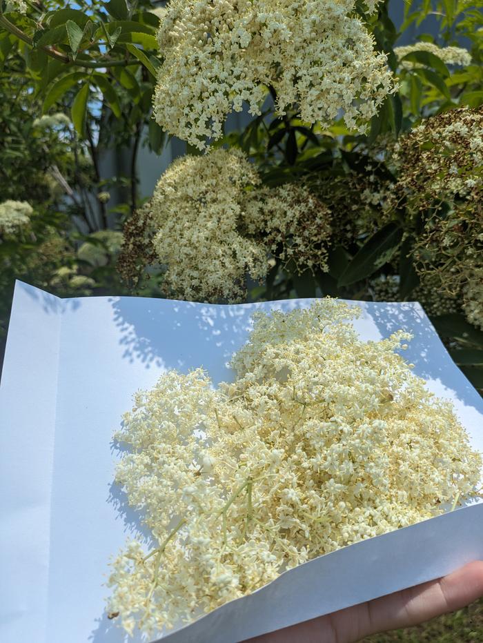 Freshly picked elder flowers