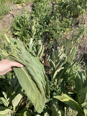 freshly harvested mullein leaf