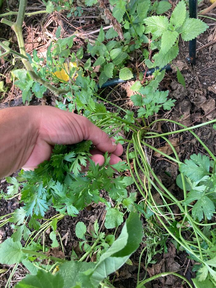 Harvesting parsley