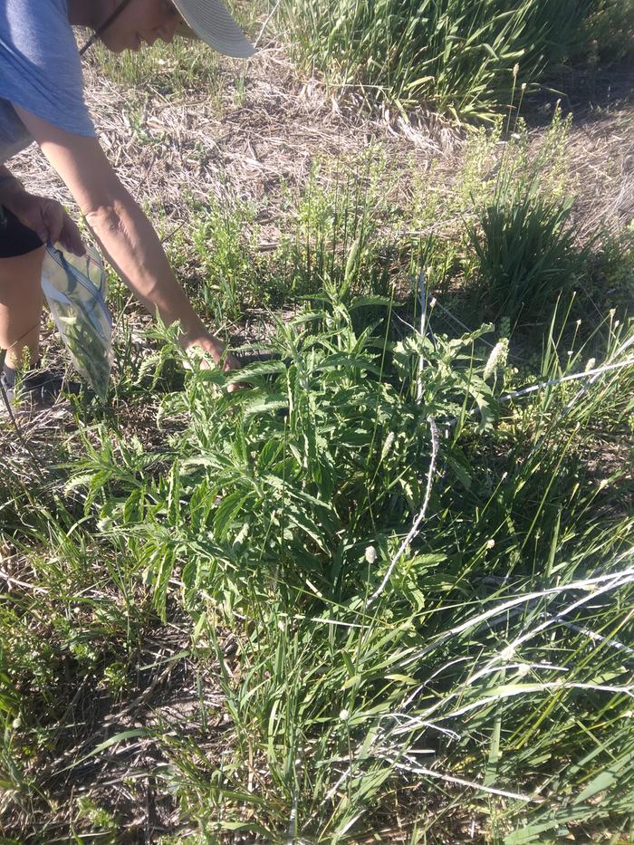 nettles being harvested