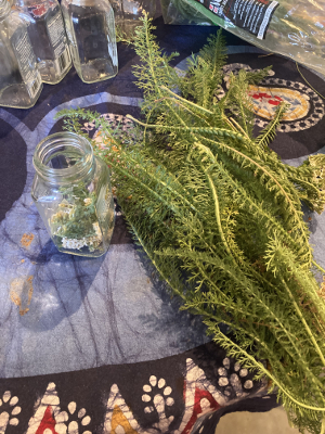 freshly harvested yarrow leaf and blossom