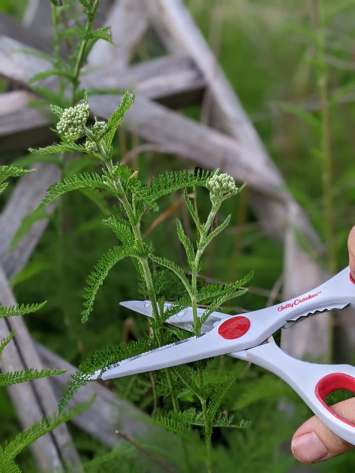 Harvesting yarrow