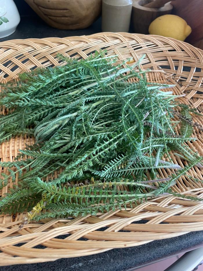 I used yarrow freshly harvested from my garden and infused it in organic vodka 