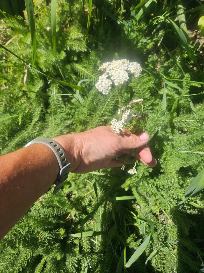 Harvesting yarrow