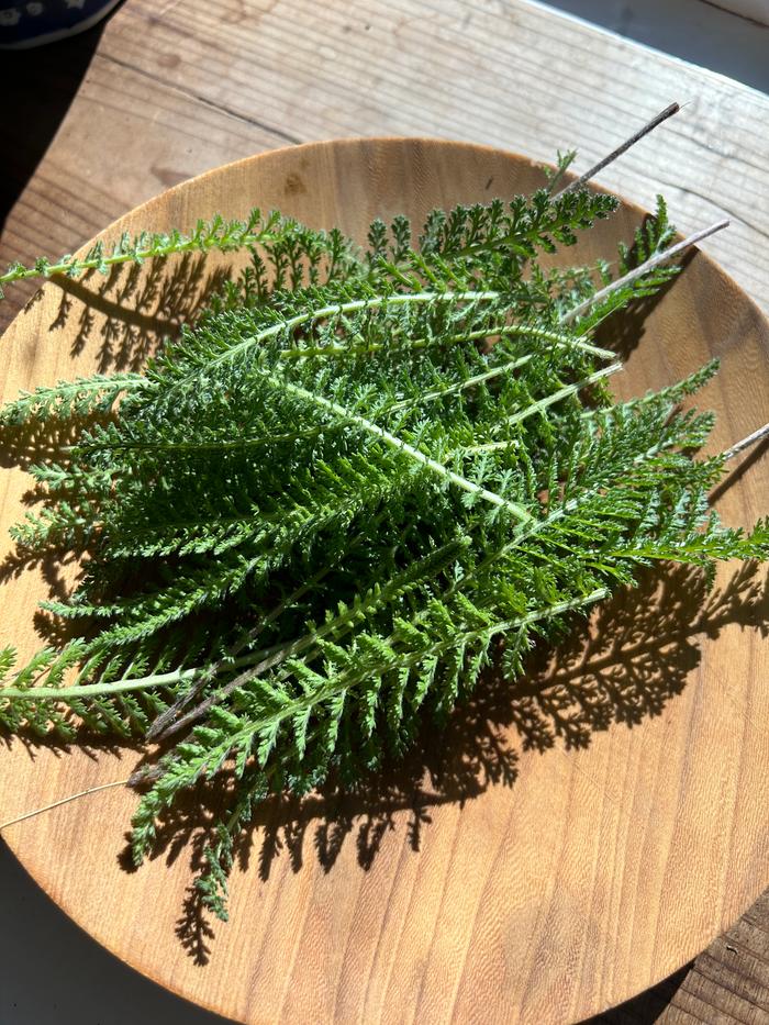 Freshly harvested yarrow