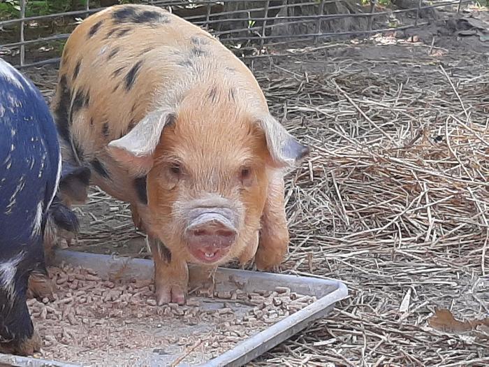 New KuneKune boar