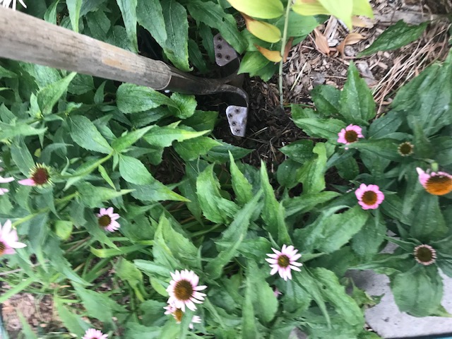 Digging the clump.