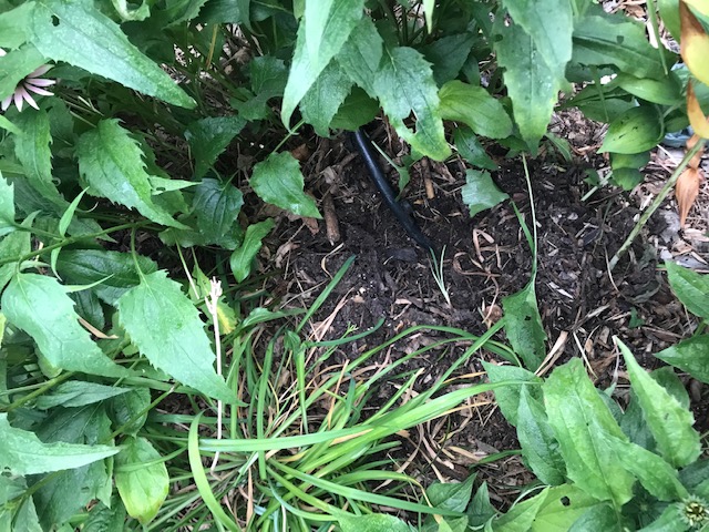 You can see the drip line that goes under the echinacea after the clump is removed.