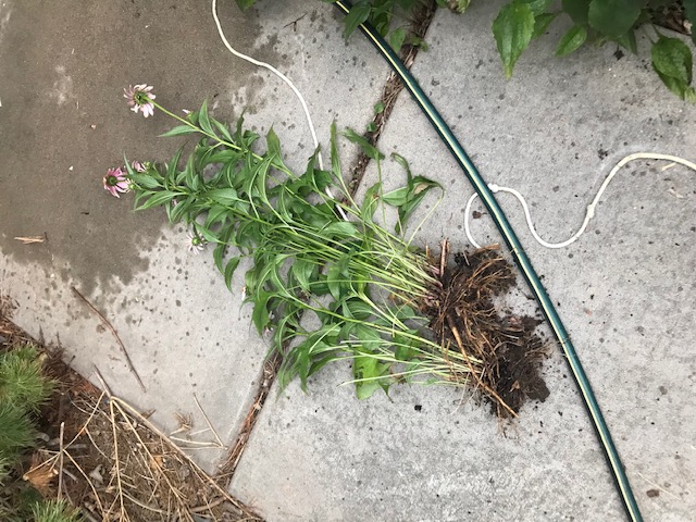 Turned out to be 3 clumps