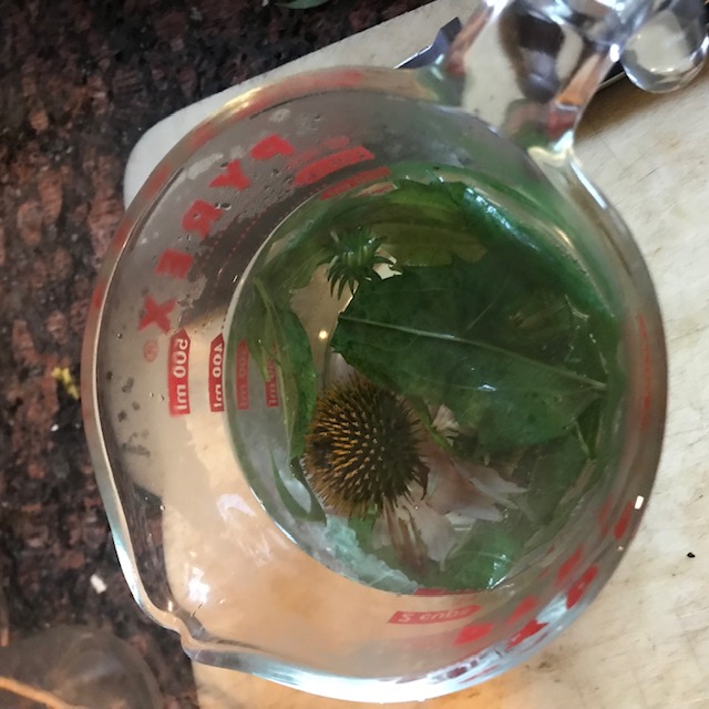 Steeping my infusion of leaves and flowers